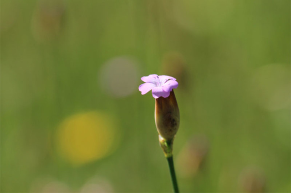 Petroraghia prolifera | © Dr. Stefan Böger / Regierung von Mittelfranken