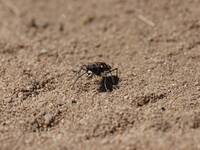 Sandlaufkäfer | © Dr. Stefan Böger / Regierung von Mittelfranken