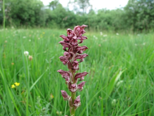 Wanzen-Knabenkraut (Orchis coriophora) | © Dr. Stefan Böger / Regierung von Mittelfranken