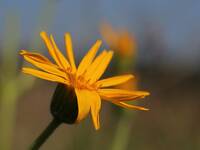 Arnica montana | © Dr. Stefan Böger / Regierung von Mittelfranken