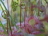 Sonnnentau (Drosera rotundifolia) | © Dr. Stefan Böger / Regierung von Mittelfranken