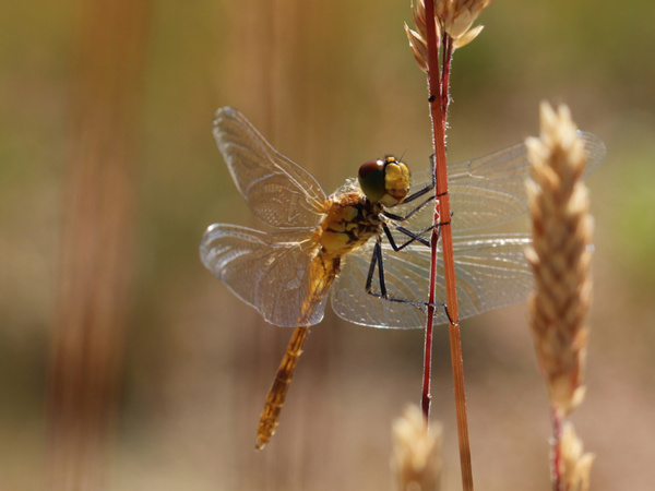 Libelle | © Dr. Stefan Böger / Regierung von Mittelfranken