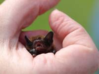 Zwergfledermaus (Pipistrellus pipistrellus)  | © Dr. Stefan Böger / Regierung von Mittelfranken