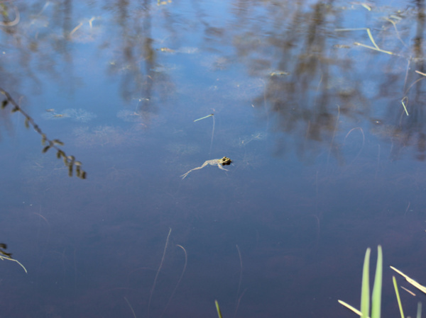 Frosch | © Dr. Stefan Böger / Regierung von Mittelfranken