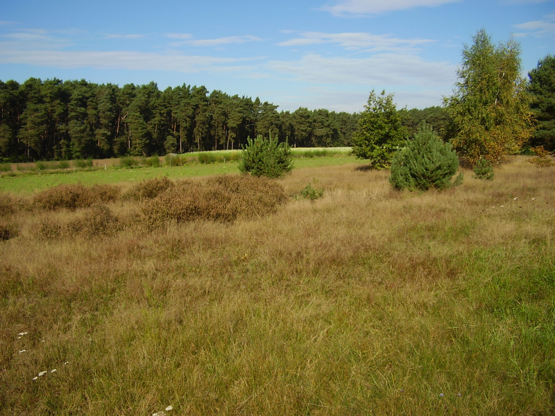 brachliegender Sandmagerrasen mit vergreister Heide | © LPV Mittelfranken e.V. brachliegender Sandmagerrasen mit vergreister Heide | © LPV Mittelfranken e.V.