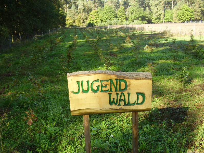 aufgeforsteter Waldmantel | © LPV Mittelfranken e.V. aufgeforsteter Waldmantel | © LPV Mittelfranken e.V.