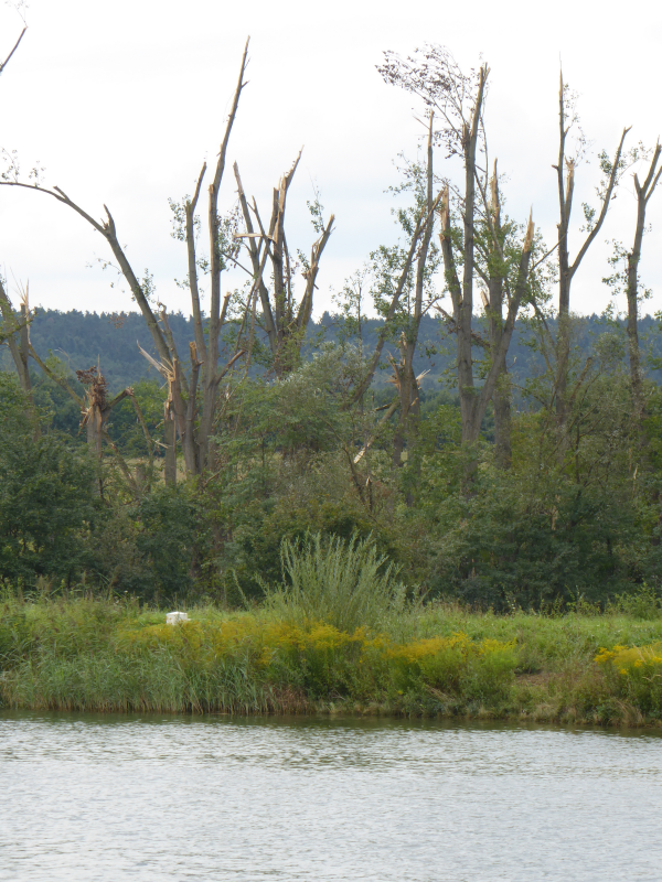 Sturmschäden im Auwald am Farrnbach 2017 | © LPV Mittelfranken e.V. Sturmschäden im Auwald am Farrnbach 2017 | © LPV Mittelfranken e.V.