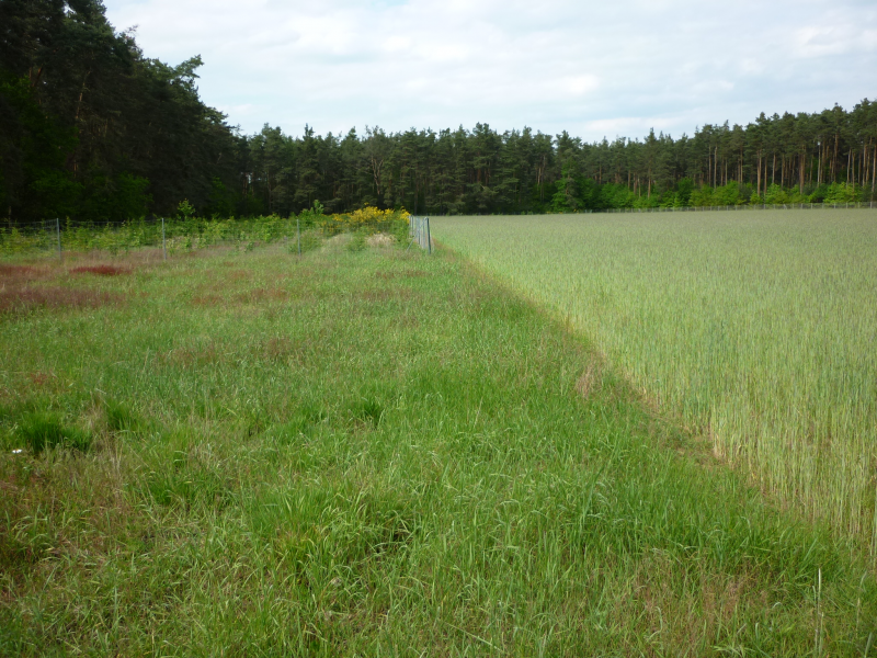 Sandacker (Roggen) und Waldmantel (mit blühendem Ginster) von Südwesten | © LPV Mittelfranken e.V. Sandacker (Roggen) und Waldmantel (mit blühendem Ginster) von Südwesten | © LPV Mittelfranken e.V.