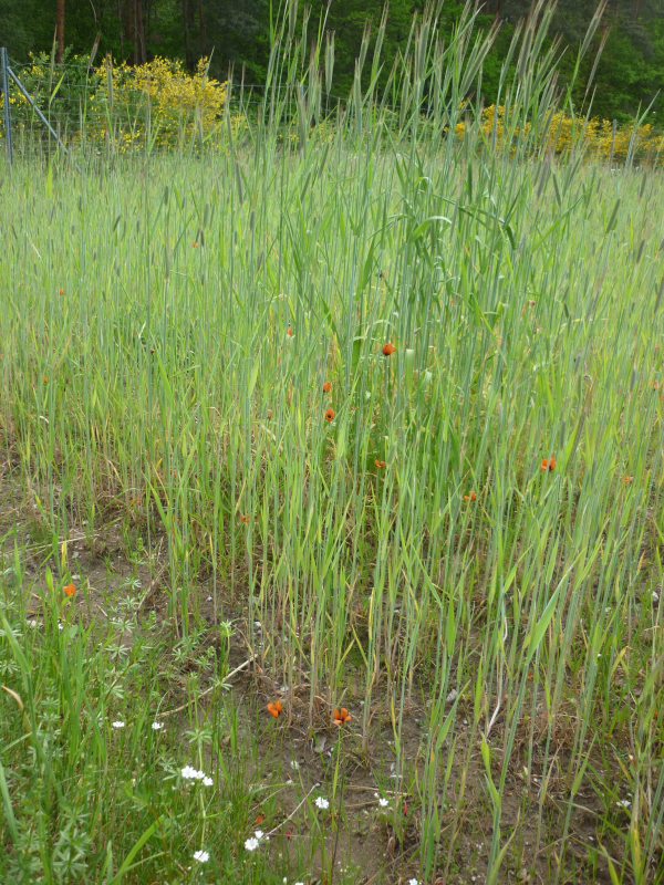 locker angesäter Sandacker mit Wildkräutern (Sandmohn) | © LPV Mittelfranken e.V. locker angesäter Sandacker mit Wildkräutern (Sandmohn) | © LPV Mittelfranken e.V.