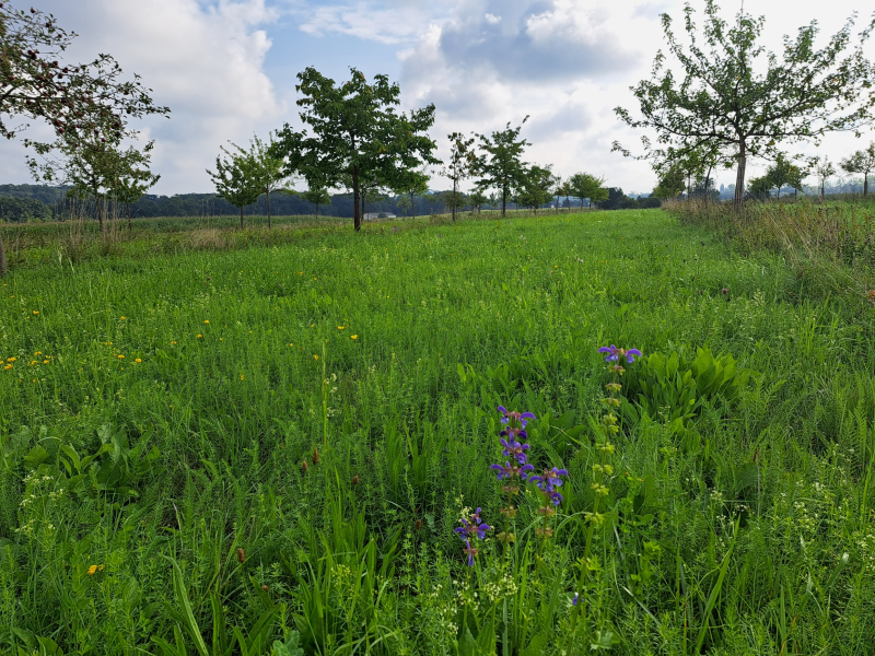 Obstwiese am Pfeiffersweiher August 2023 | © LPV Mittelfranken e.V.