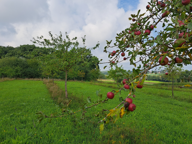Obstwiese am Pfeiffersweiher August 2023 | © LPV Mittelfranken e.V.